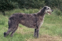 Picture of deerhound standing in a field