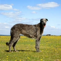 Picture of deerhound standing in a field