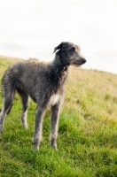 Picture of Deerhound standing in field