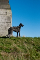 Picture of Deerhound standing near wall