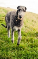 Picture of Deerhound standing on field