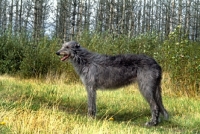 Picture of deerhound standing with background of grey trees
