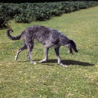 Picture of deerhound walking on grass