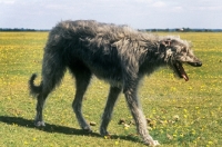 Picture of deerhound walking