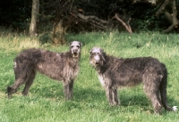 Picture of deerhounds, eriskay of champflower & ch shalimar of champflower 