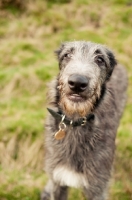 Picture of Deerhound