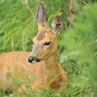 Picture of deer