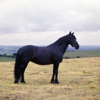 Picture of Dene Fire Flare, Fell Pony mare