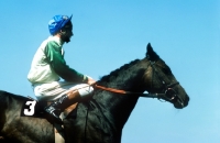 Picture of derby winner Lester Piggott riding race horse