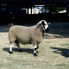 Picture of derbyshire gritstone ram posed