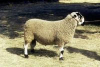 Picture of derbyshire gritstone ram