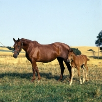Picture of Dercha, Frederiksborg mare with foal
