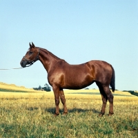 Picture of Dercha, Frederiksborg mare