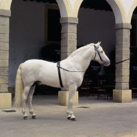 Picture of Descarado 11, Andalusian horse full body at bodegas terry, spain