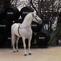 Picture of Descarado 11, Andalusian Horse with sherry barrels at terry bodega