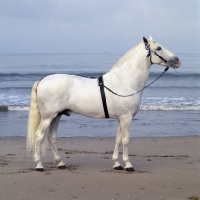 Picture of Descarado 11, Andalusian stallion full body by the sea