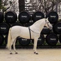 Picture of Descarado 11, Andalusian stallion at the bodega of terry sherry, spain