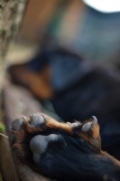 Picture of detail of a beauceron puppy's foot, double claw