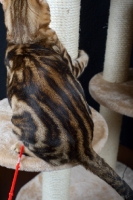 Picture of detail of a marble Bengal cat playing on a scratch post, black background