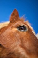 Picture of detail of a pony eye