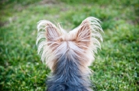 Picture of detail of back of yorkshire terrier's ears