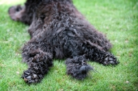Picture of detail of black labradoodle's splayed back legs