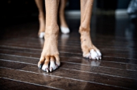 Picture of detail of boxer's paws standing on hardwood floor