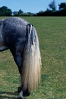 Picture of detail of dales pony stallion's tail 