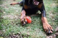 Picture of detail of doberman's paw holding ball