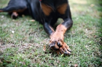 Picture of detail of doberman's paws crossed