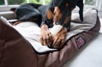 Picture of detail of doberman's paws holding bone