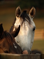 Picture of detail of Holstein horse