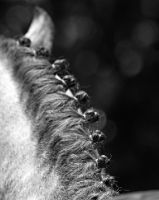 Picture of detail of horse mane