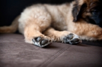 Picture of detail of leonberger puppy's paws