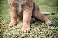 Picture of detail of leonberger puppy's paws