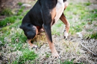 Picture of detail of miniature pinscher's raised paw