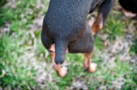 Picture of detail of miniature pinscher's docked tail