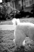 Picture of detail of miniature poodle's tail