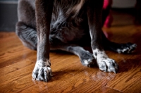 Picture of detail of speckled black and white dog paws