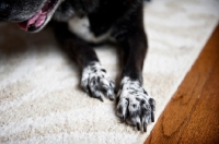 Picture of detail of speckled black and white dog paws