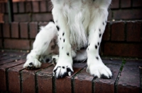Picture of detail of springer spaniel's paws on stairs