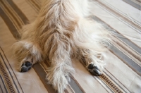 Picture of detail of terrier mix's back paws splayed