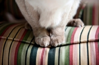 Picture of detail of tonkinese cat front paws
