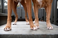 Picture of detail of two boxers' paws standing next to each other
