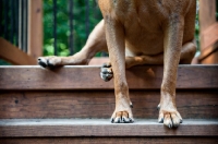 Picture of detail shot of dog's paws on stairs