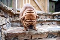 Picture of detail shot of forehead wrinkles on bulldog