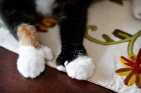 Picture of detail shot of polydactyl paws