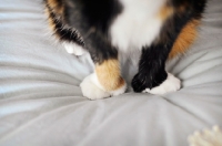 Picture of detail shot of polydactyl paws