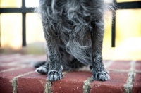 Picture of detail shot of terrier mix's paws