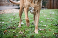 Picture of detail shot of yellow lab mix with one paw up